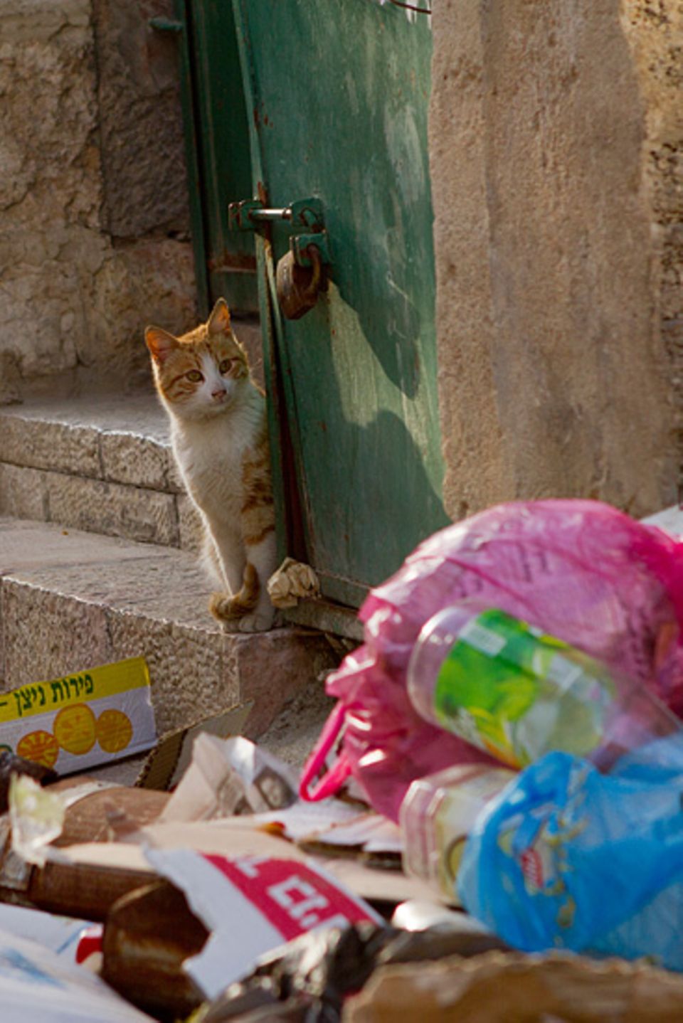Zahlreiche Katzen durchwühlen den Müll in Jerusalems Altstadt, der meist offen auf der Straßen liegt. Mülltrennung gibt es hier keine Zahlreiche Katzen durchwühlen den Müll in Jerusalems Altstadt, der meist offen auf der Straßen liegt. Mülltrennung gibt es hier keine