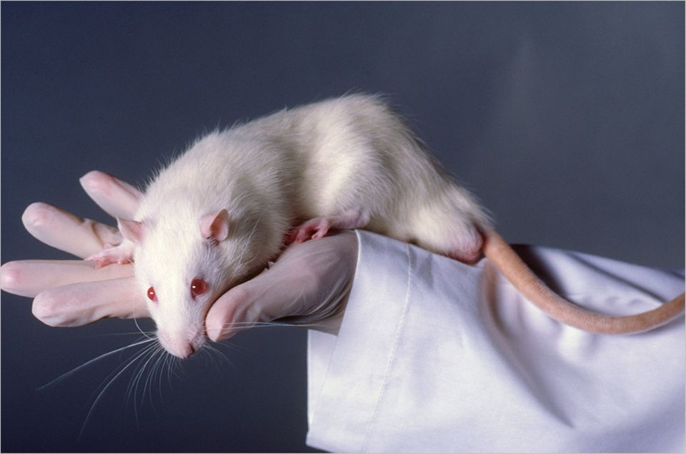 Seit Jahren steigt die Zahl der in Deutschland im Tierversuch "verbrauchten" Tiere. 442.000 Ratten wurden allein im Jahr 2010 getötet. Und fast zwei Millionen Mäuse