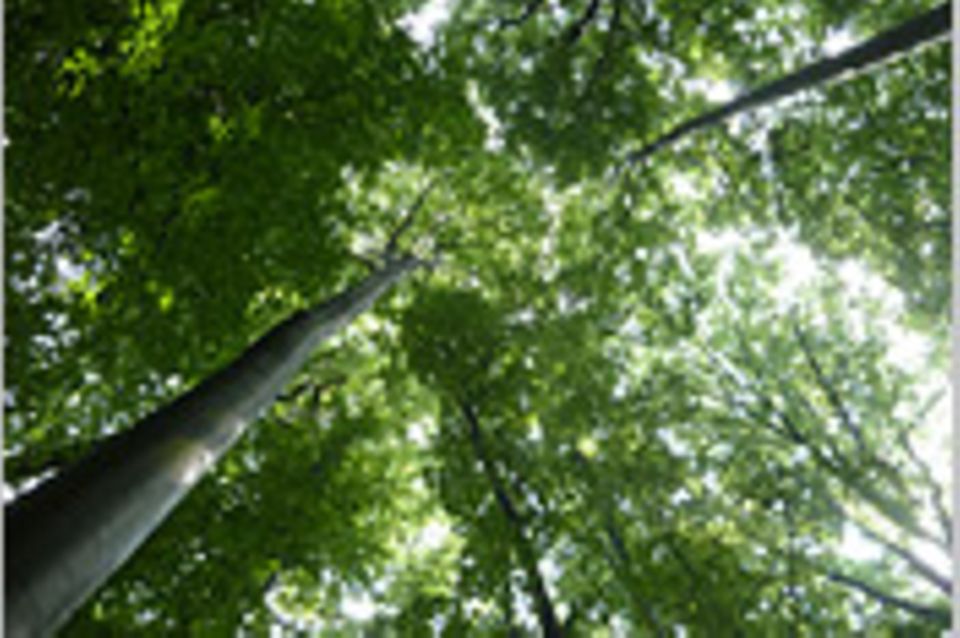 Umweltpolitik: Streit um den Wald
