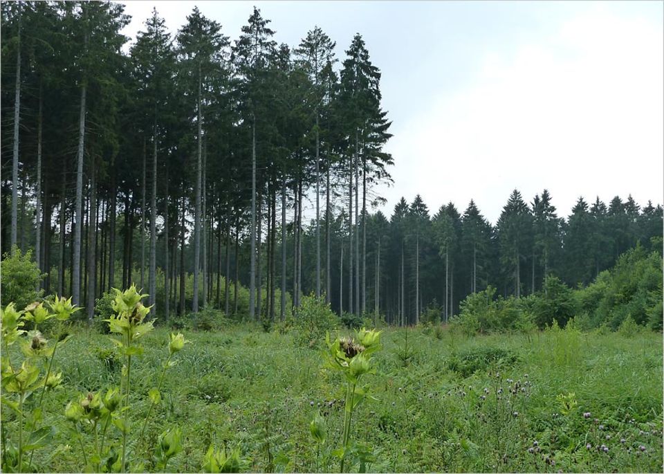 Umweltpolitik: Vielerorts prägen monotone Fichtenforste das Bild vom Wald - wie hier im Sachsenwald, in unmittelbarer Nachbarschaft zum Billetal