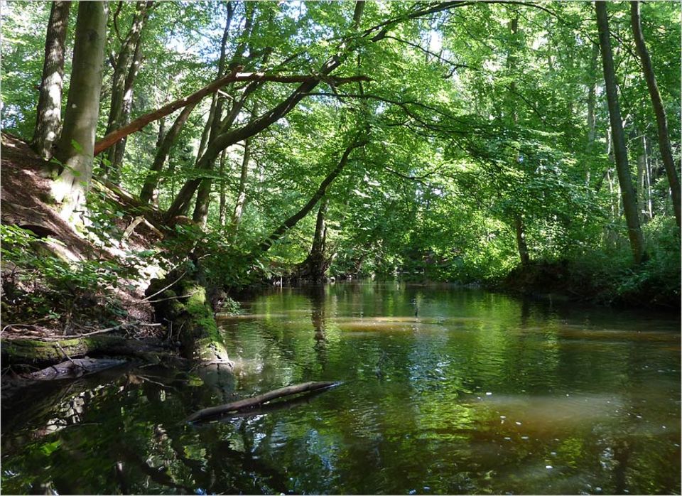 Umweltpolitik: Idyllisch fließt die Bille, ein Nebenfluss der Elbe, am Sachsenwald entlang. Das Tal steht unter Naturschutz