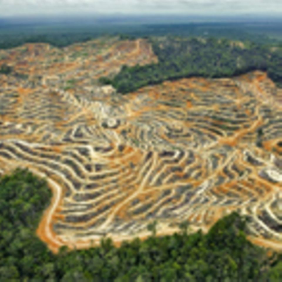 Lebensmittelproduktion: Umweltzerstörung: Plantage statt Regenwald