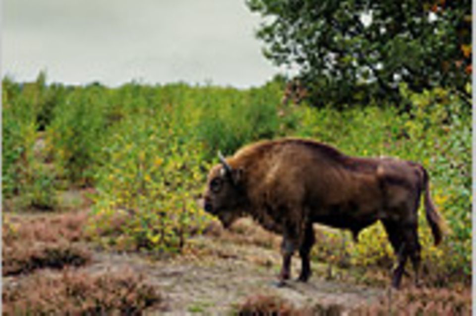 Naturschutz: Mehr Wildnis wagen!