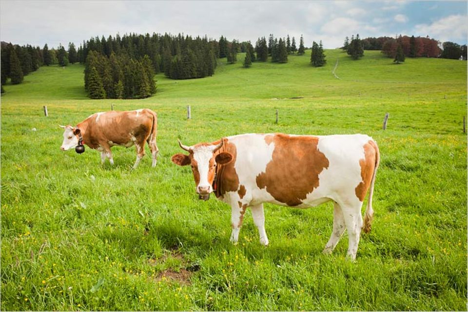 Das von den Rindern produzierte Methan ist mit Schuld am Klima-Wandel
