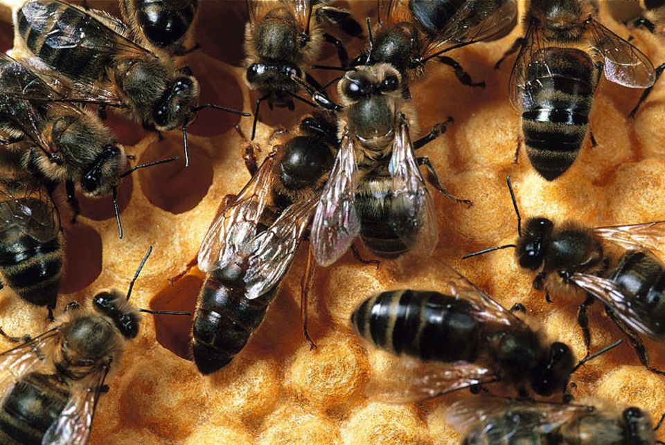 Mit spezieller Nahrung wird aus der normalen Larve später eine Bienenkönigin