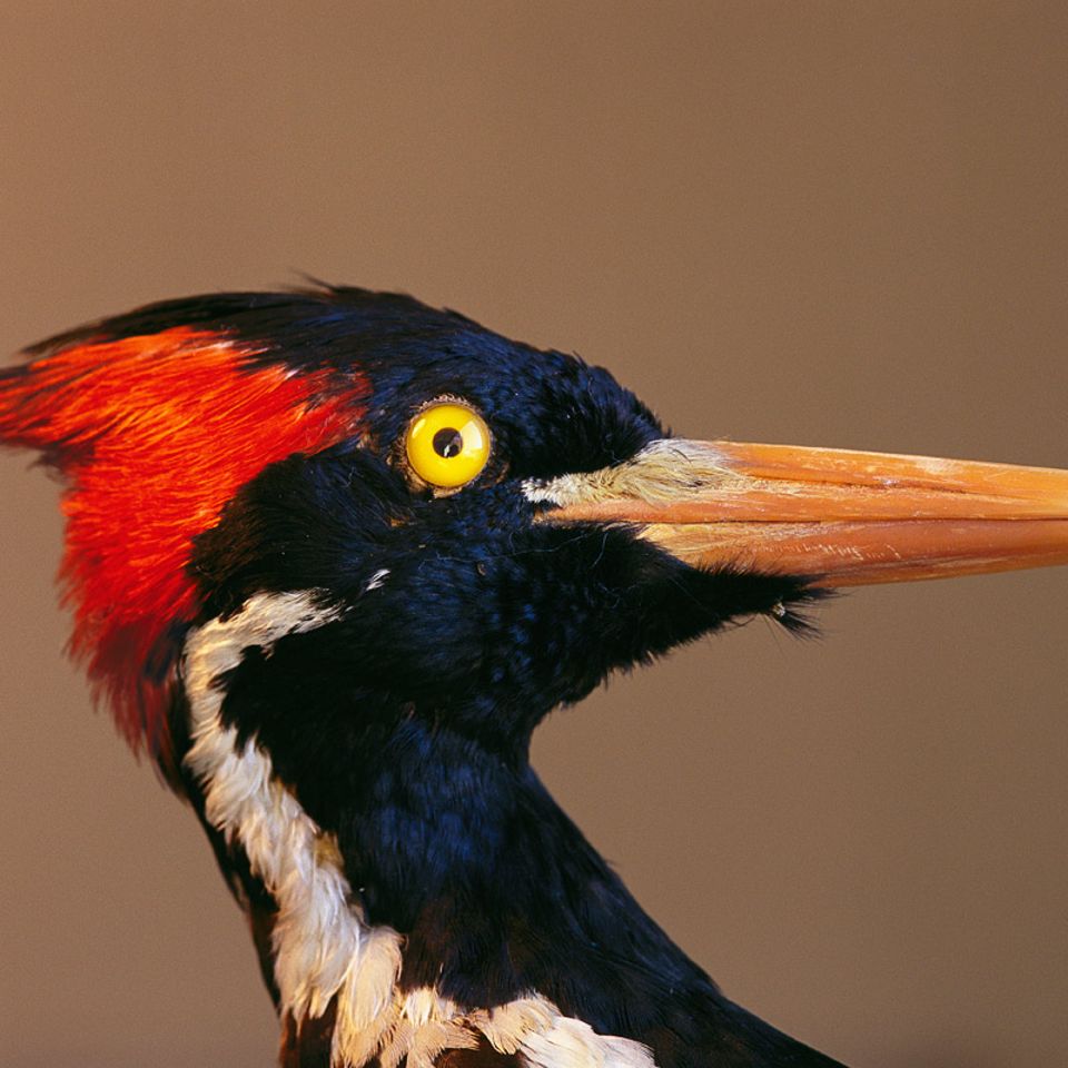 Biodiversität: Vom Verschwinden der Arten