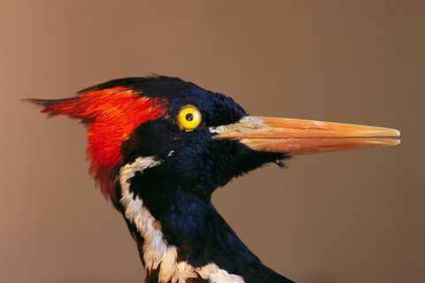 Biodiversität: Vom Verschwinden der Arten