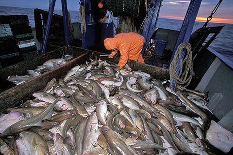 EU-Fischerei: Fischereipolitik in der Krise