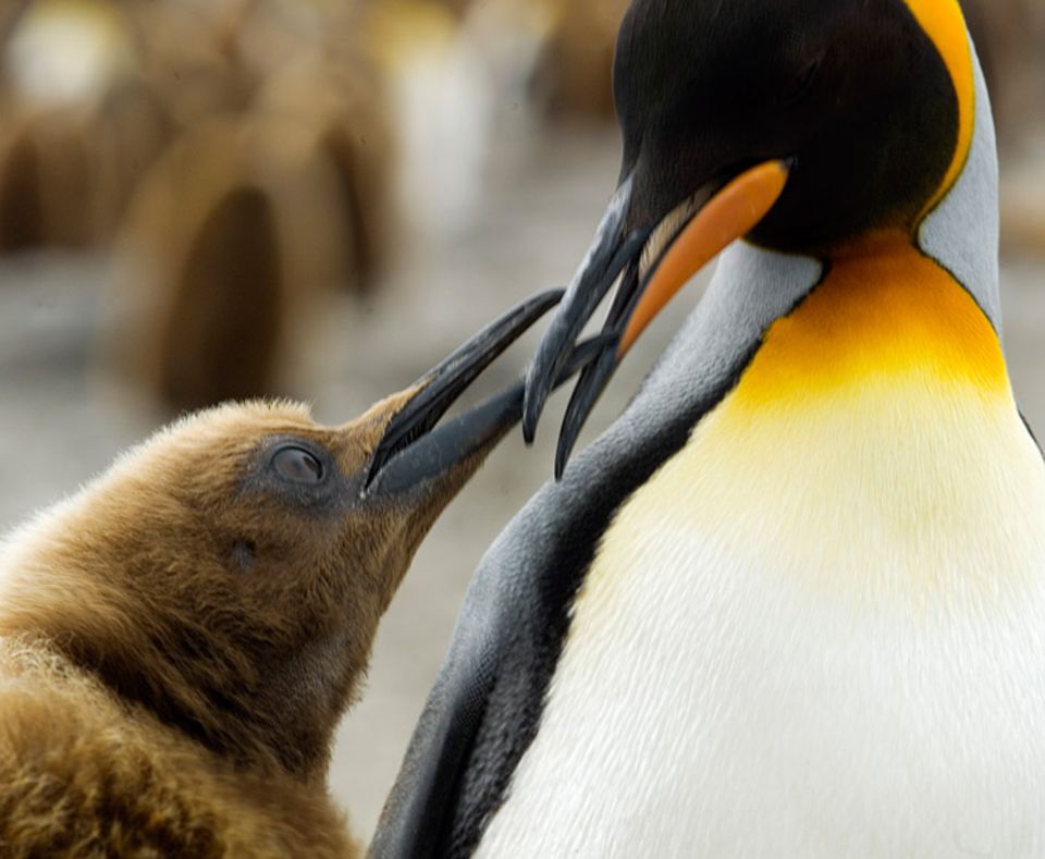 Tiere: Was gibt's denn da zu schnabeln? Der Königspinguin und ein Junges tauschen sich aus