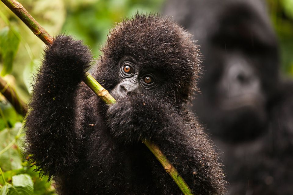 Im Sommer 2007 wurden sieben Mitglieder der Familie dieses Berggorillababys aus Virunga erschossen Im Sommer 2007 wurden sieben Mitglieder der Familie dieses Berggorillababys aus Virunga erschossen