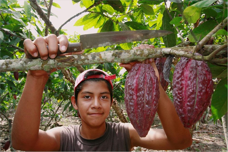 Welthandel: Hilft Fairtrade wirklich?
