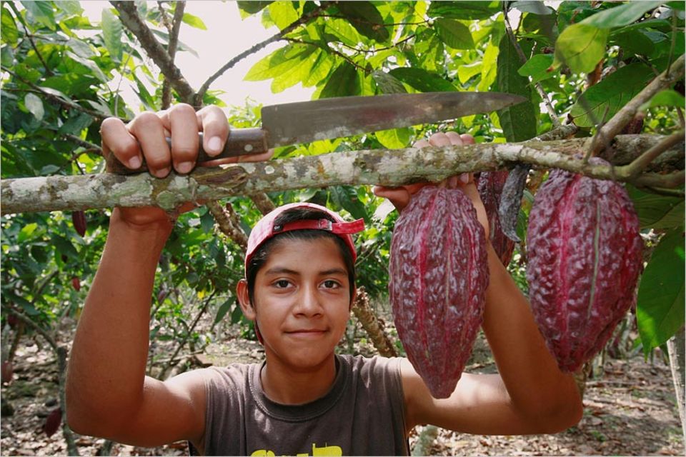 Welthandel: Weltweit sind 57 Kakao-Produzentenorganisationen in Afrika und Lateinamerika in das Fairtrade-System integriert. Zusammen erzeugen sie allerdings weniger als 0,1 Prozent der Gesamtproduktion