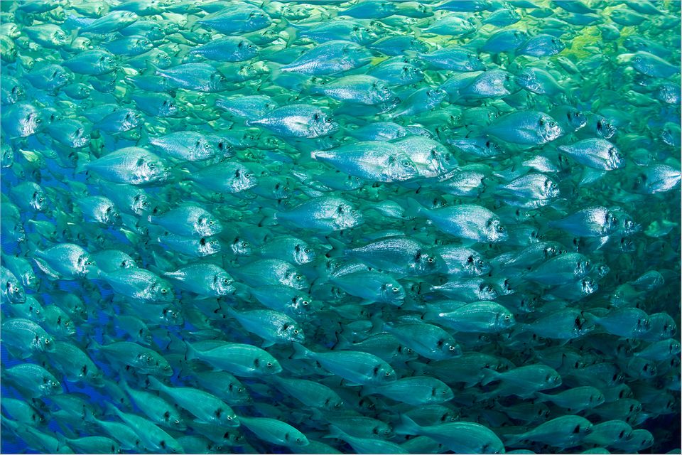 Fischereipolitik: Fischkonsum ohne Ende?