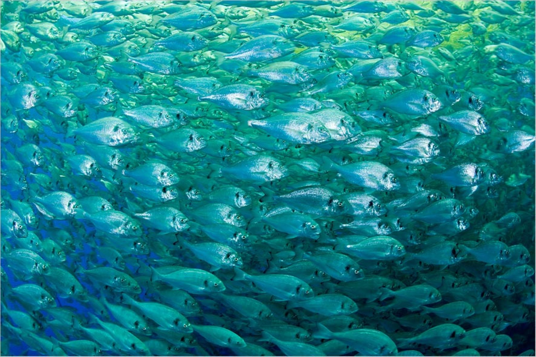 Fischereipolitik: Fischkonsum ohne Ende? - [GEO]