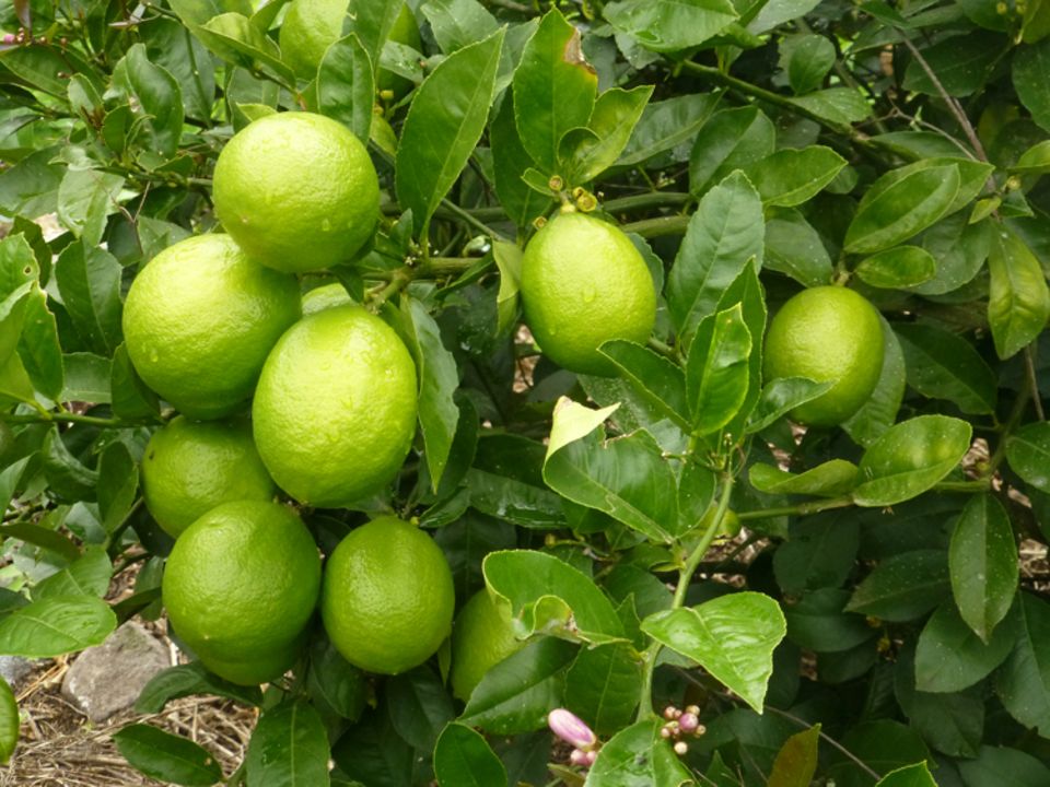 Früchte des Projekts 1: Einige der durch das Projekt gepflanzten Zitronenbäume hingen bereits im Juni 2015 voll mit Früchten Früchte des Projekts 1: Einige der durch das Projekt gepflanzten Zitronenbäume hingen bereits im Juni 2015 voll mit Früchten