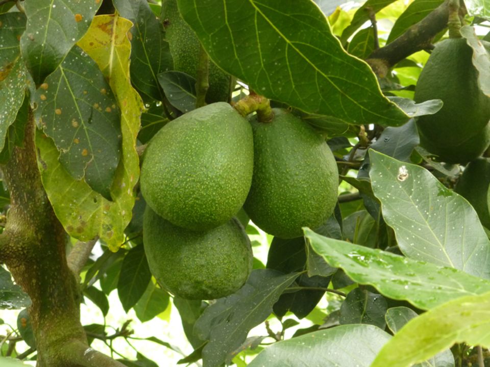 Früchte des Projekts 3: Schon in wenigen Jahren kann die Projektgruppe mit dem Verkauf von Avocados ein Einkommen erwirtschaften Früchte des Projekts 3: Schon in wenigen Jahren kann die Projektgruppe mit dem Verkauf von Avocados ein Einkommen erwirtschaften