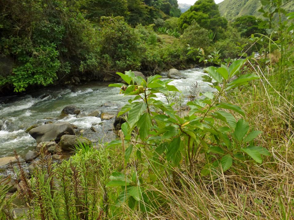 Die nachgepflanzten Bäume am Rio Irubí entwickeln sich gut Die nachgepflanzten Bäume am Rio Irubí entwickeln sich gut