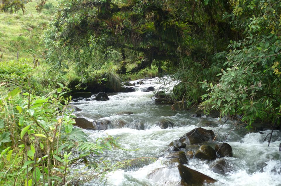 Diese Stelle des Flusses Irubí schützen ausladende Bäume vor Verdunstung Diese Stelle des Flusses Irubí schützen ausladende Bäume vor Verdunstung