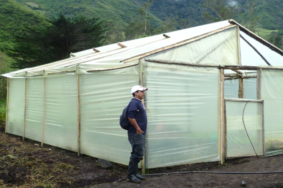 Das Gewächshaus schützt Setzlinge von Fruchtbäumen wie Avocado- und Zitrusbäume Das Gewächshaus schützt Setzlinge von Fruchtbäumen wie Avocado- und Zitrusbäume