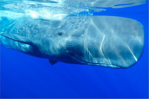 Themenschwerpunkt Reisefotografie: Unter Wasser fotografieren
