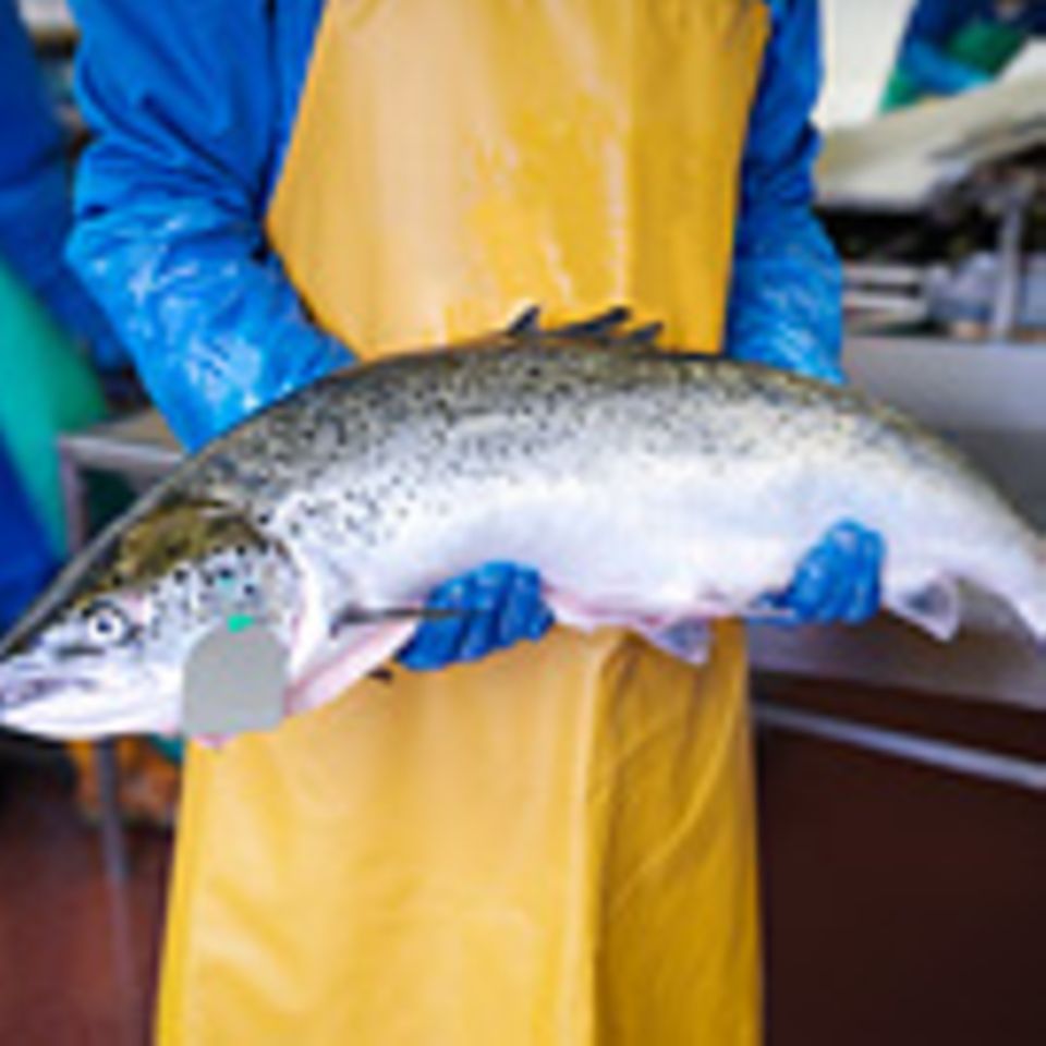 Fischerei: Aquakultur statt Überfischung?