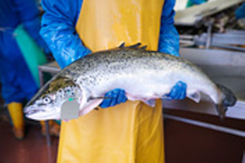 Fischerei: Aquakultur statt Überfischung?