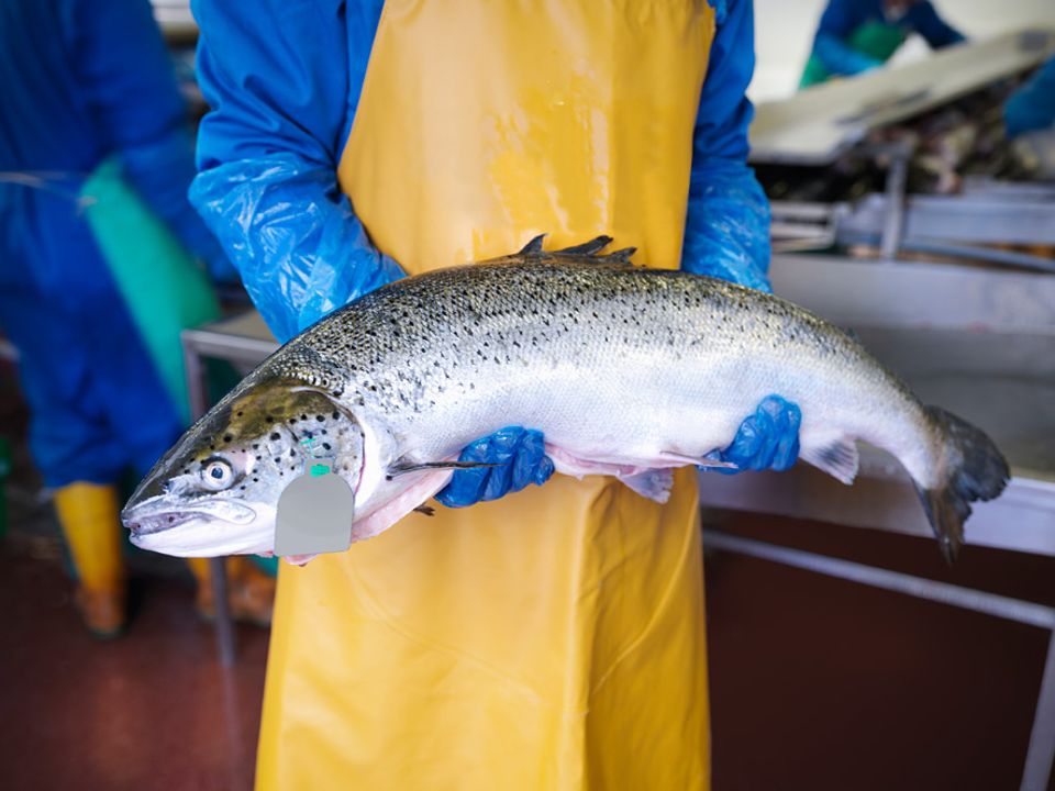 Fischerei: Lachs aus Aquakultur: Teil der Lösung oder des Problems?