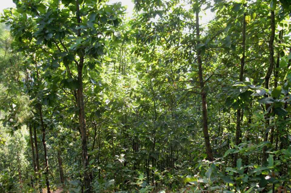 Den Wald von Sankosh gilt es zu bewahren - durch nachhaltige Energieversorgung der Menschen.
