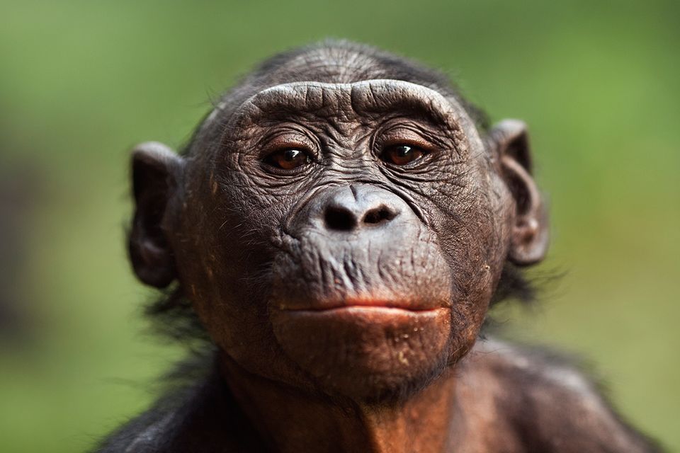 Tierethik: Menschenrechte für Affen!