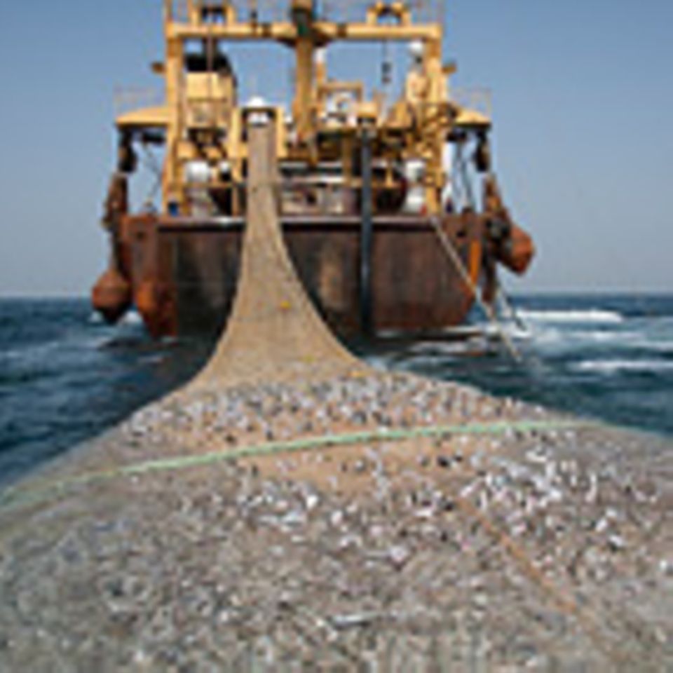 Fischerei: Fischzüge vor Afrika