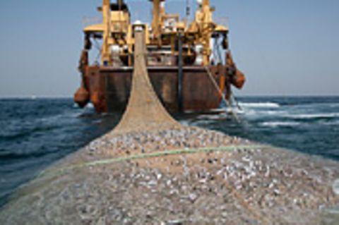 Fischerei: Fischzüge vor Afrika