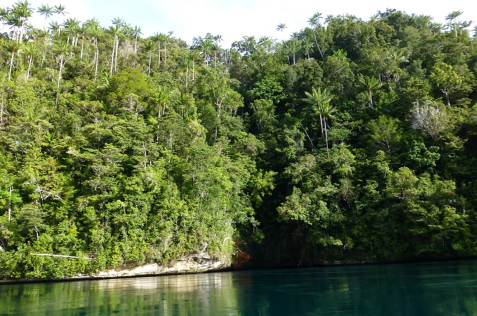 Fotogalerie zum Projekt: Typischerweise reicht der Wald, der die Raja Ampat-Inseln bedeckt bis hin zum Meer - Strände sind rar