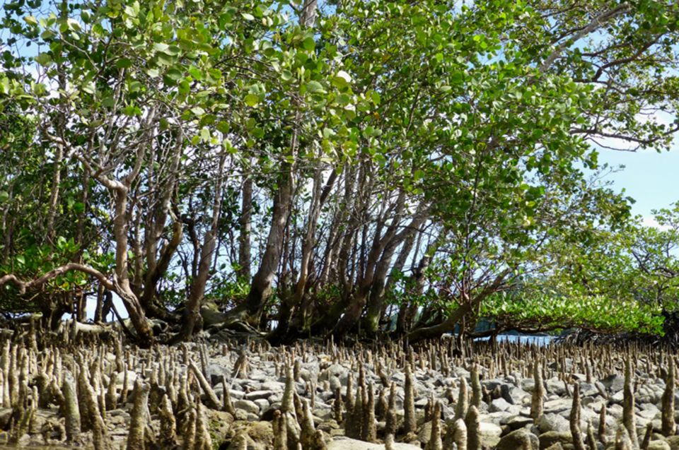 Fotogalerie zum Projekt: Noch säumen häufig Mangroven - wie hier in Warkabu am Eingang von Mayalibit Bay - die Küste und dienen vielen Meeresbewohnern als Brutstätte und Kinderstube