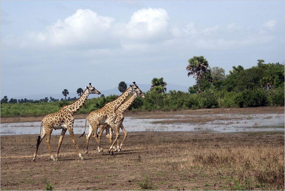 Naturschutz: Idylle in Gefahr: Massai-Giraffen im Selous-Wildtierreservat Naturschutz: Idylle in Gefahr: Massai-Giraffen im Selous-Wildtierreservat