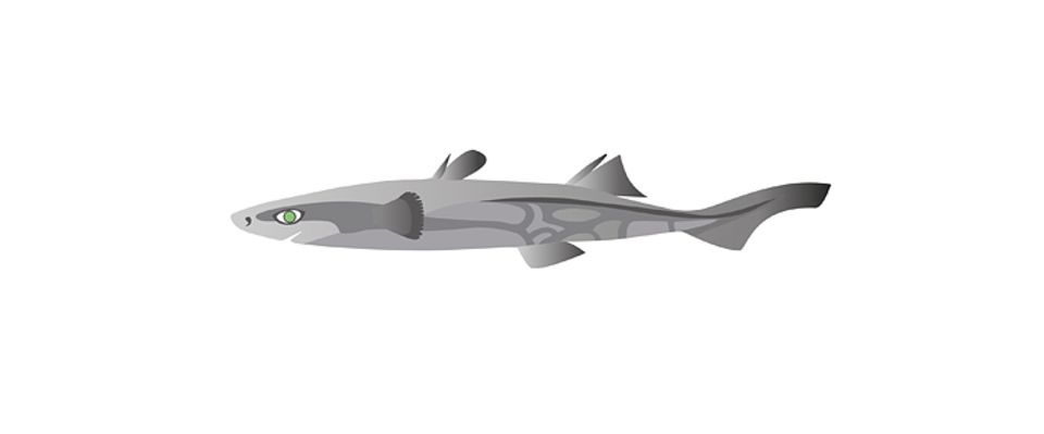Winzig klein im Gegensatz zu seinen Artgenossen ist der Zwerg-Laternenhai. Er wird gerade mal 17 cm lang