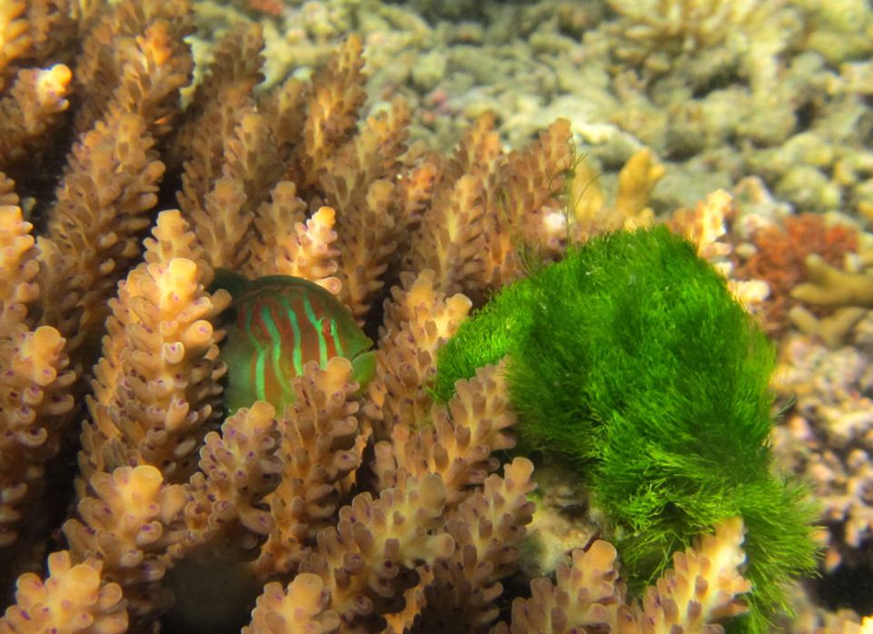 Ökologie: Hier wird der Fisch zum Gärtner