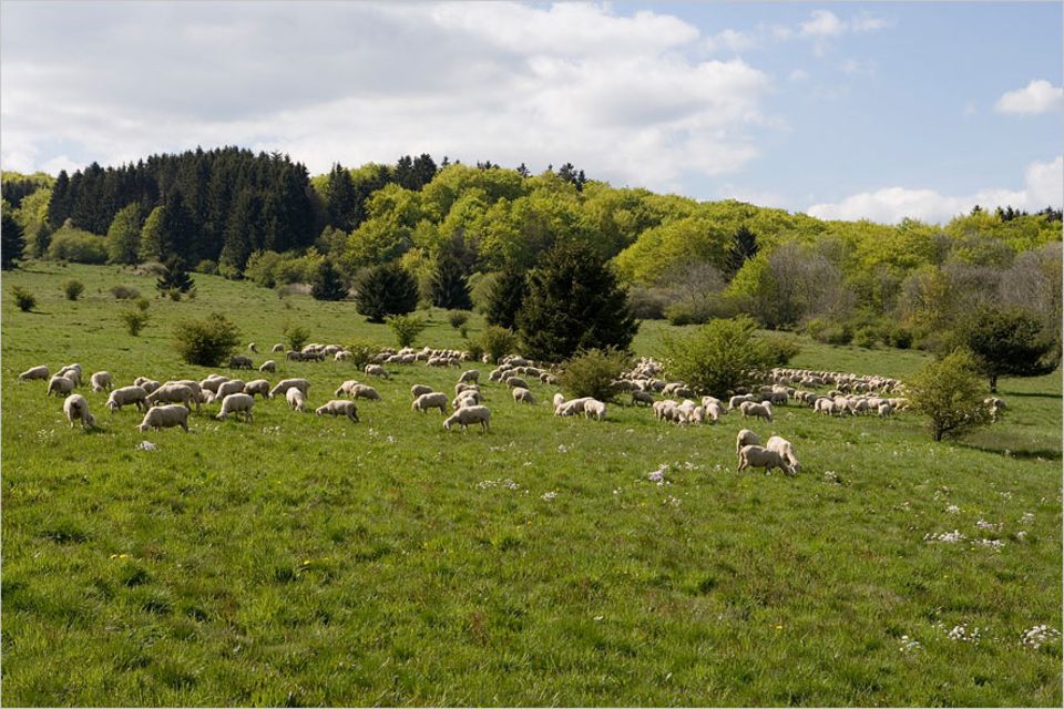 Rhön: Die Rhönschafe machten die Region einst bekannt Rhön: Die Rhönschafe machten die Region einst bekannt