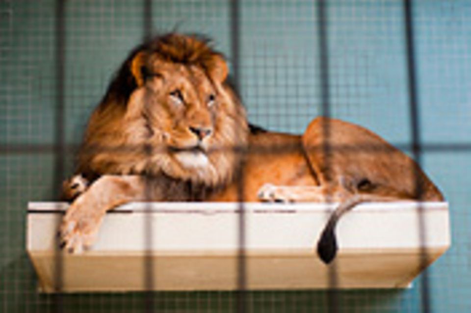 Wettbewerb: Schreibwettbewerb-Sieger: Mit Tieraugen sehen