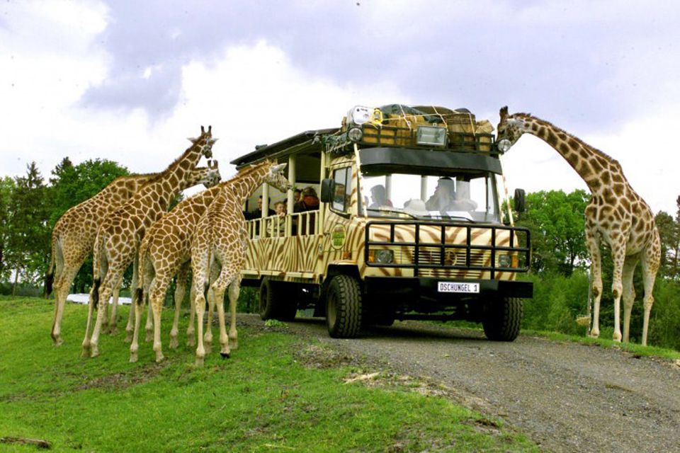 Freizeit: Hier sind Wildtiere, wie diese Giraffen, dem Besucher zum Greifen nah Freizeit: Hier sind Wildtiere, wie diese Giraffen, dem Besucher zum Greifen nah