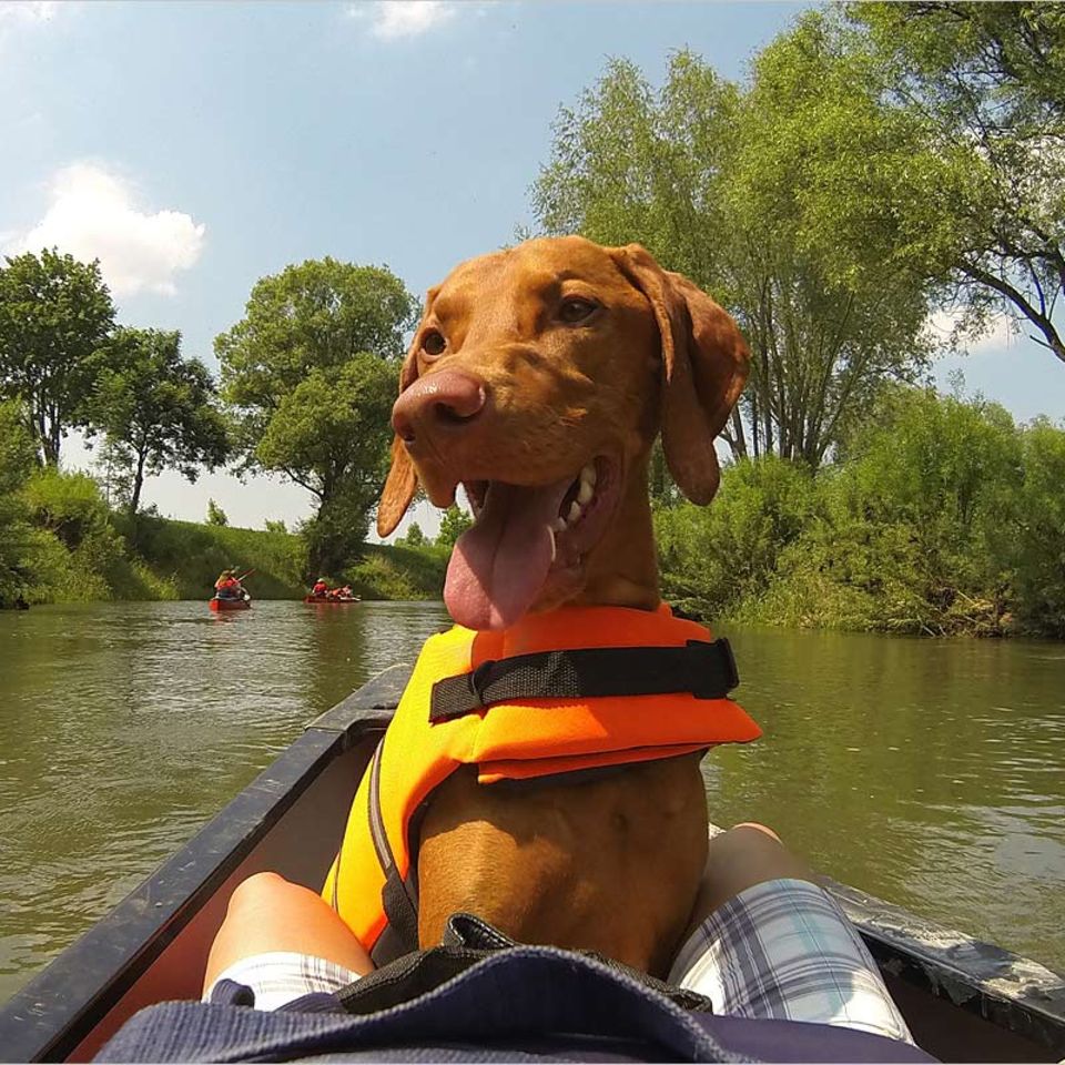 Reisen mit Hund: Urlaub inklusive Gassi gehen