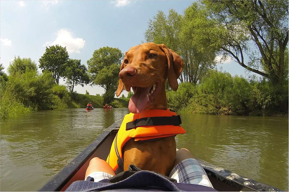 Reisen mit Hund: Urlaub inklusive Gassi gehen