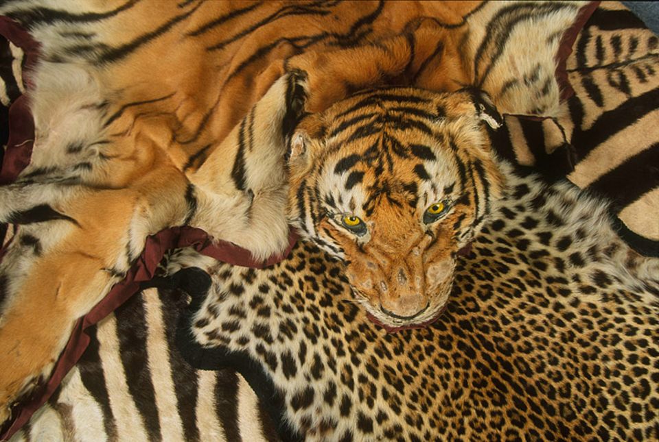 Der Tiger ist vom Aussterben bedroht. Mit seinem Fell zu handeln ist daher verboten. Der Tiger ist vom Aussterben bedroht. Mit seinem Fell zu handeln ist daher verboten.