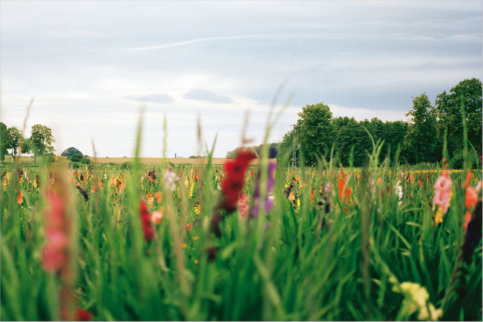 Mecklenburg-Vorpommern: Durchs Land der stillen Wasser