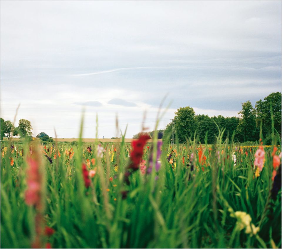 Mecklenburg-Vorpommern: Blumenwiese zum Ausspannen – im Hinterland von Mecklenburg kein Problem Mecklenburg-Vorpommern: Blumenwiese zum Ausspannen – im Hinterland von Mecklenburg kein Problem