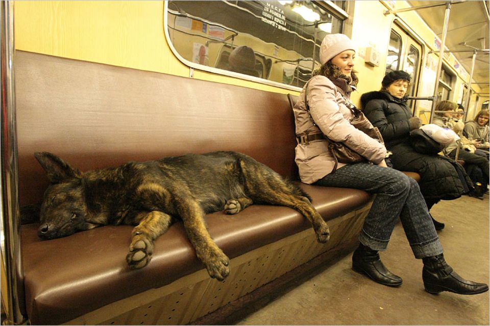 Verhalten: Morgens fahren die Moskauer Straßenhunde gewöhnlich ins Stadtzentrum, wo sie das meiste Futter ergattern können