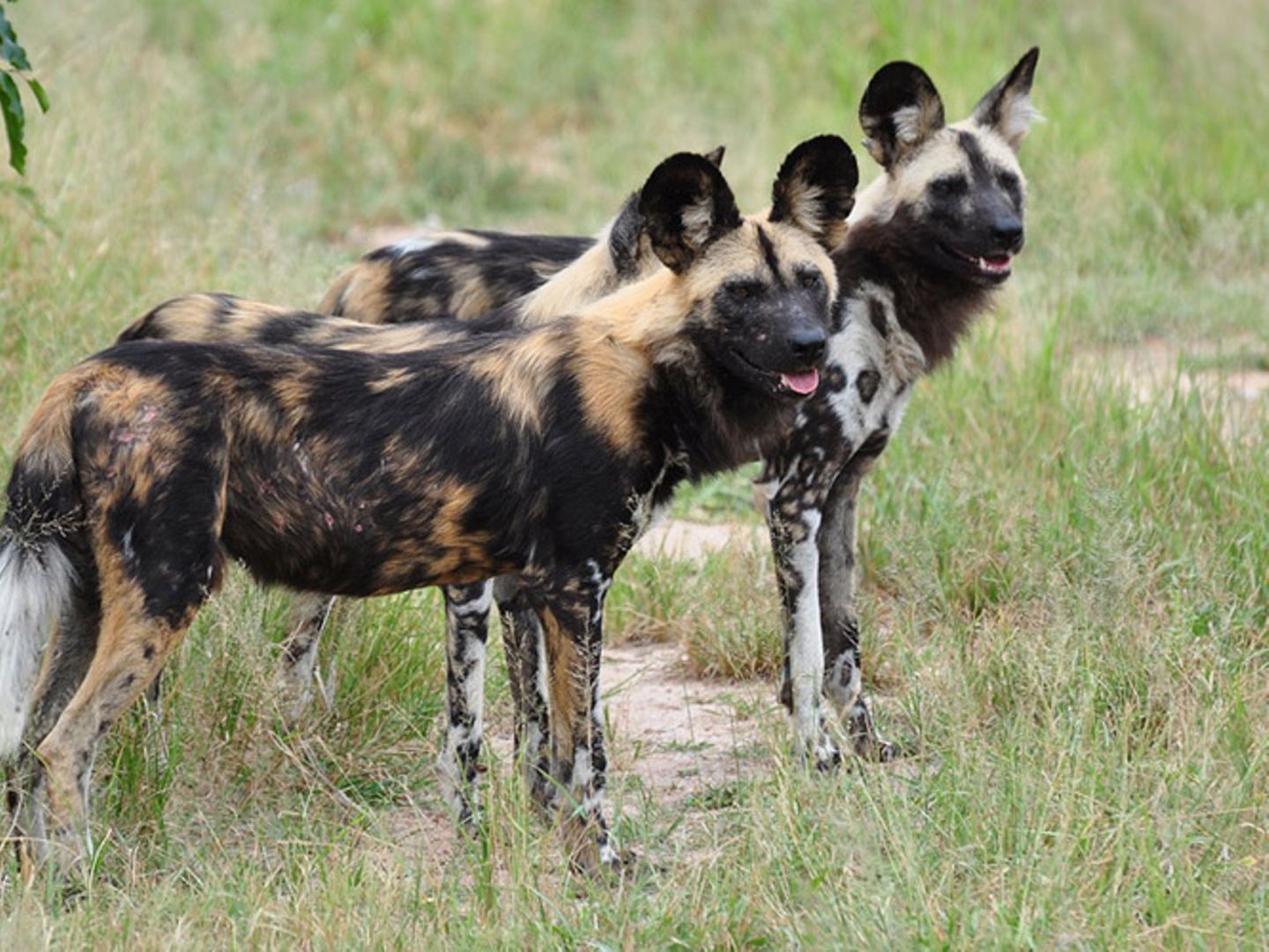 Was frisst ein Wildhund?