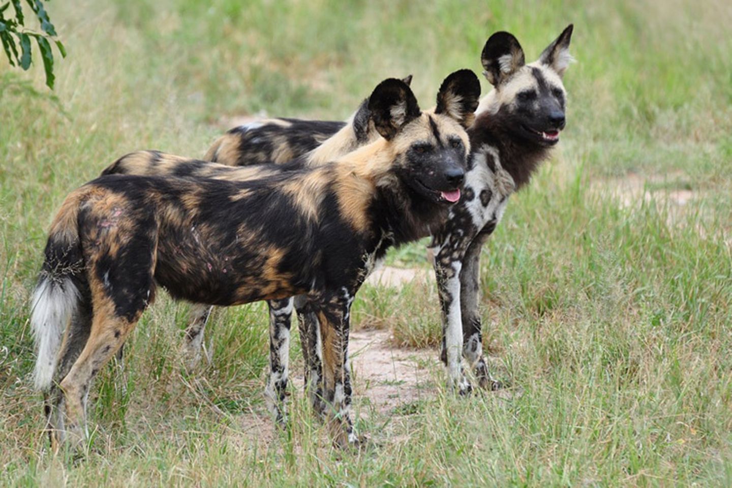 Tierlexikon: Der Afrikanische Windhund zeichnet sich durch seine einzigartige Fellfärbung aus