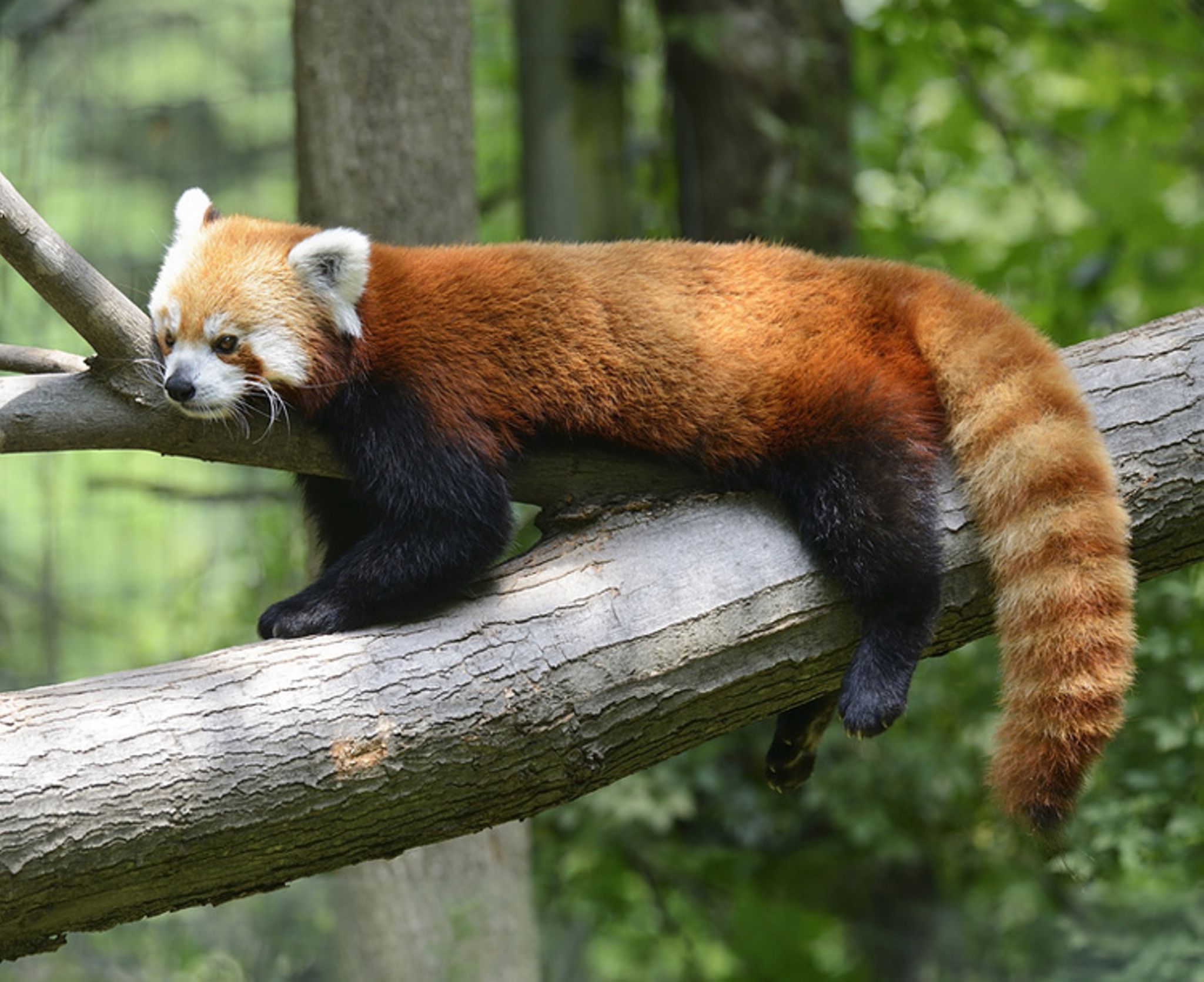 Roter Panda  Süße tiere, Süße tiere bilder, Kleiner panda