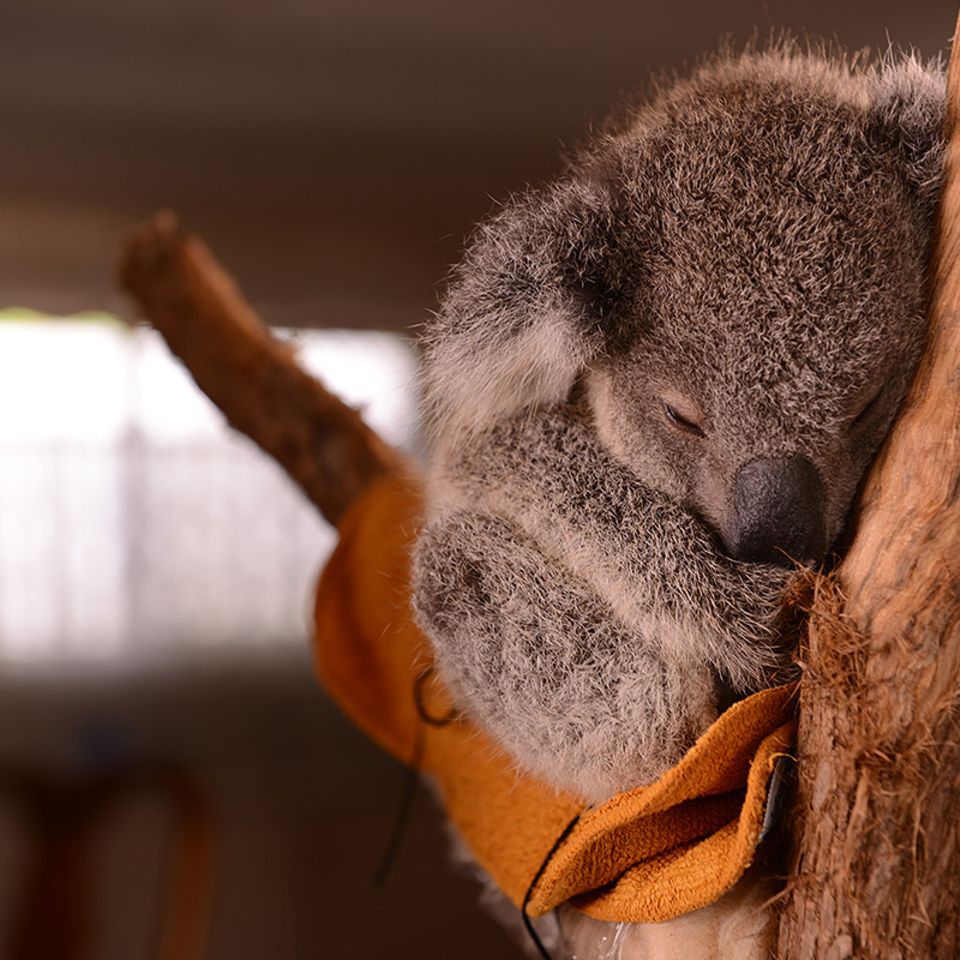 Das Koala-Hospital