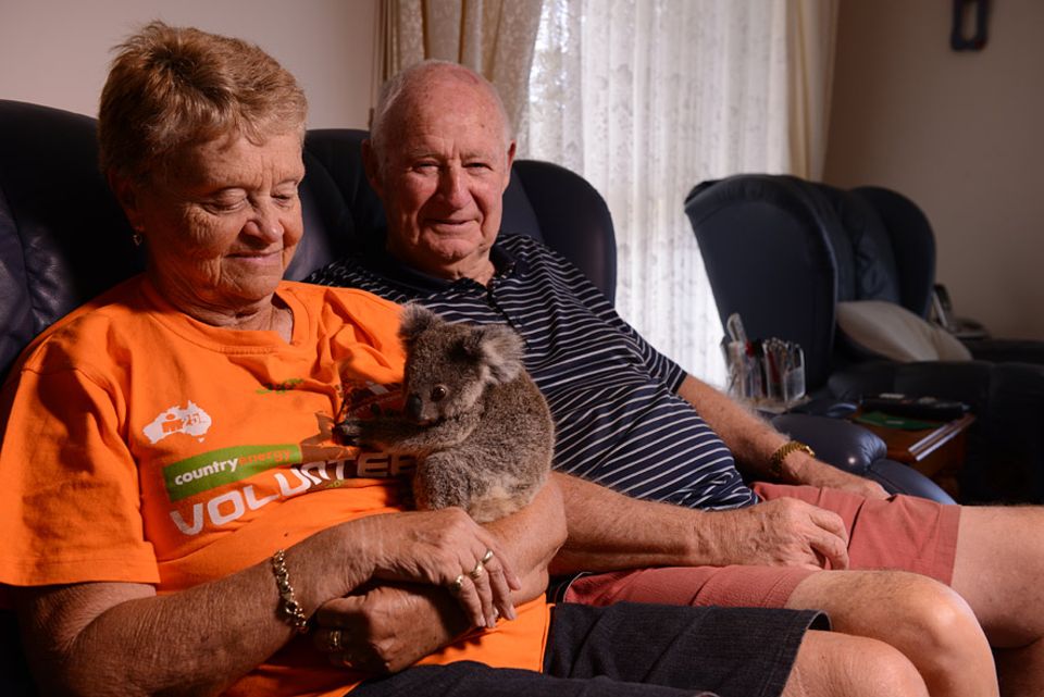 Waisen-Koala Neill ist das zwanzigste Pflegejunge von Barbara und Geoffrey Garrett. Er bekommt solange Milch zugefüttert bis er 2,5 Kilogramm hat und stark genug ist auf Eukalyptusbäume zu klettern Waisen-Koala Neill ist das zwanzigste Pflegejunge von Barbara und Geoffrey Garrett. Er bekommt solange Milch zugefüttert bis er 2,5 Kilogramm hat und stark genug ist auf Eukalyptusbäume zu klettern